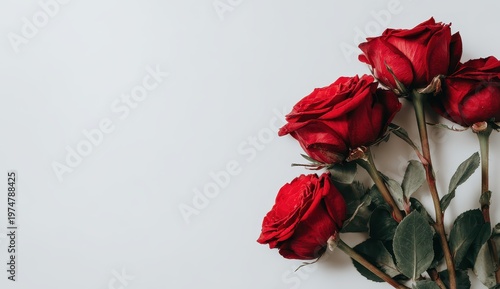 Close-up of Four Vibrant Red Roses with Water Droplets Against a Soft Gray Background with Subtle Lighting Highlighting Petal Details and Green Stems
