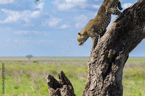 Leopard in der Serengeti klettert einen Baum herunter