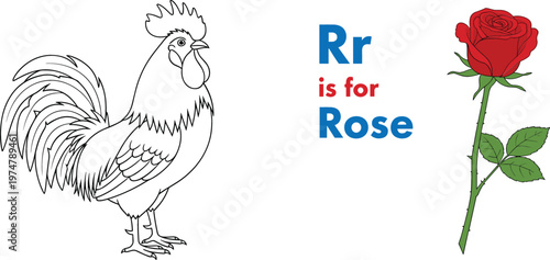 Alphabet learning illustration with rooster outline drawing and red rose showing letter R educational concept for kids vocabulary and early childhood education
