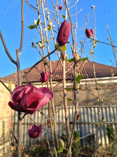A close-up of the Black Tulip magnolia blossom in all its glory
