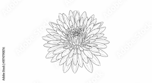 Detailed sketch of a blooming aster flower with many delicate petals