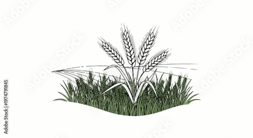 A stylized sketch shows wheat stalks and green grass against a white background