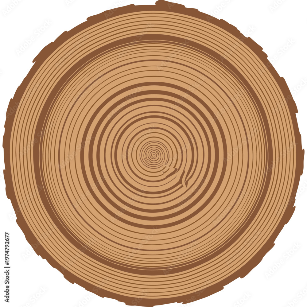 Fototapeta premium A close-up illustration of a tree stump section showing annual rings