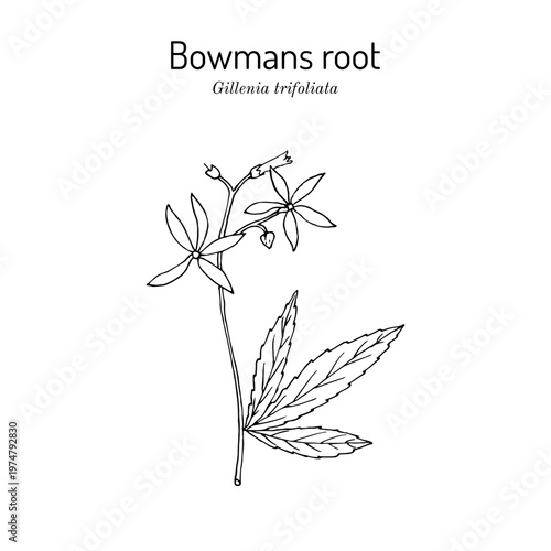 Bowmans root or Indian physic (Gillenia trifoliata), medicinal plant. Hand drawn botanical vector illustration