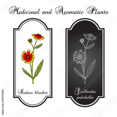 Firewheel, or indian blanket, or sundance (gaillardia pulchella), the official state wildflower of Oklahoma. Botanical hand drawn vector illustration