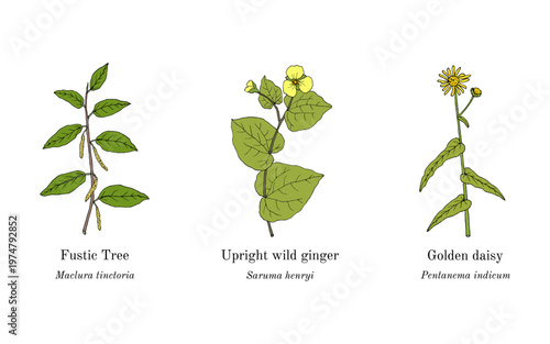 Collection of edible and medicinal plants. Hand drawn botanical vector illustration