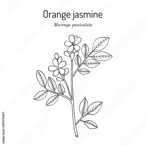 Orange jasmine, or china box (Murraya paniculata), edible and medicinal plant. Hand drawn botanical vector illustration