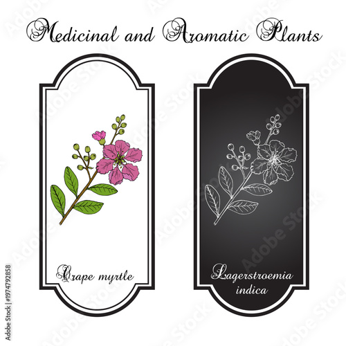Crape myrtle, or crepeflower (Lagerstroemia indica), state flower of Texas. Hand drawn botanical vector illustration