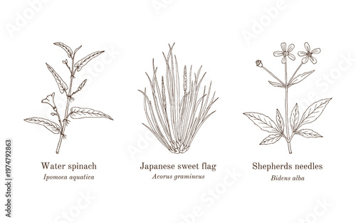 Collection of edible and medicinal plants. Hand drawn botanical vector illustration