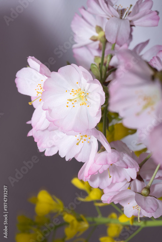 やわらかに重なる桜の花（淡色の春マクロ）