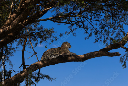 Leopard liegt auf einem Ast im Baum in der Serengeti von Afrika