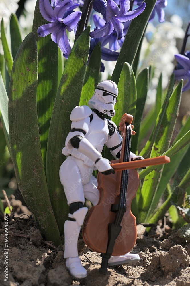 Fototapeta premium Star Wars action figure of Clone trooper with model of violoncello in front of spring blossoming blue Hyacinth flowers, possibly Hyacinthus Orientalis, morning sunshine. 