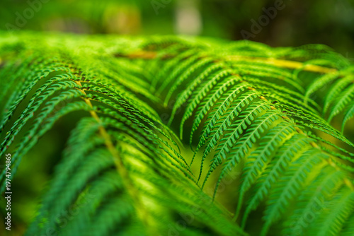 Foto Close-up of vibrant green fern leaves in a lush tropical garden with shallow dep