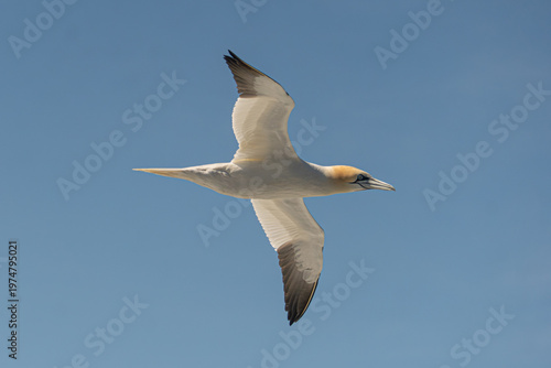 Foto Northern gannet, Morus bassanus, in Pembrokeshire Coast National Park