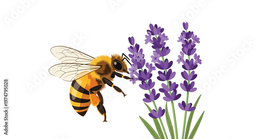 A bee collecting nectar from a bunch of purple lavender flowers on a white background