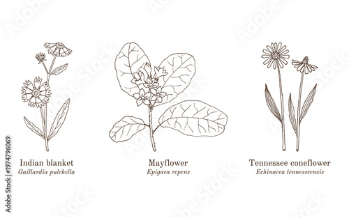 Collection of edible and medicinal plants. Hand drawn botanical vector illustration