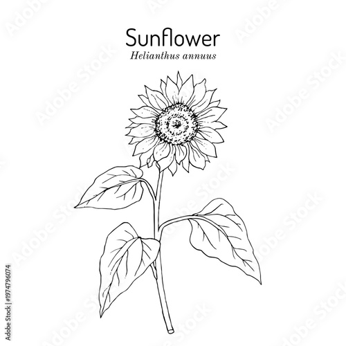 Sunflower (Helianthus annuus), edible oily plant. Hand drawn botanical vector illustration