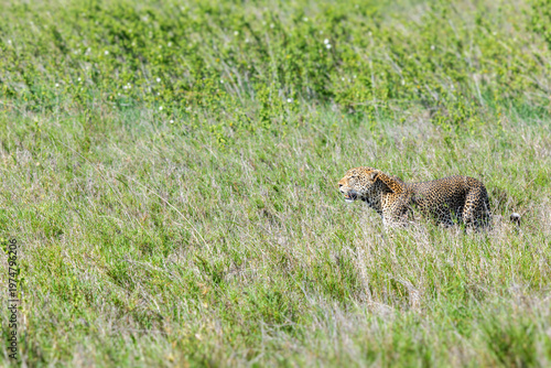 Seitliches Porträt eines Leoparden, der durch das hohe Gras der Serengeti in Afrika läuft