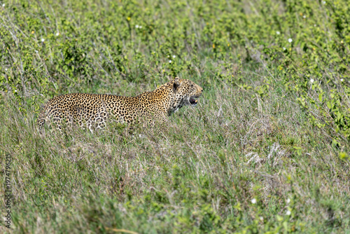 Seitliches Porträt eines Leoparden, der durch das hohe Gras der Serengeti in Afrika läuft