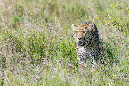 Frontales Porträt eines Leoparden, der durch das hohe Gras der Serengeti in Afrika läuft