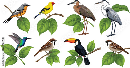 Colorful bird collection perched on green leaves featuring toucan hummingbird sparrow heron and tropical songbirds detailed nature wildlife vector illustration set
