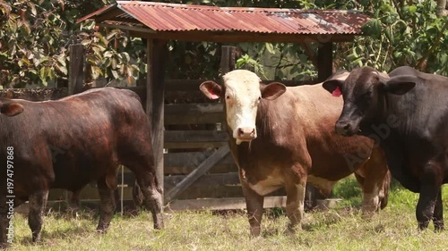 VACAS, GANADO