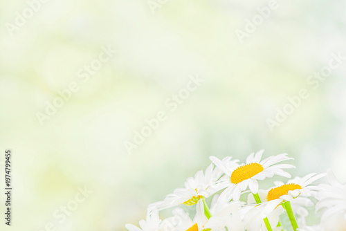chamomile on a blurred background, space for insertion