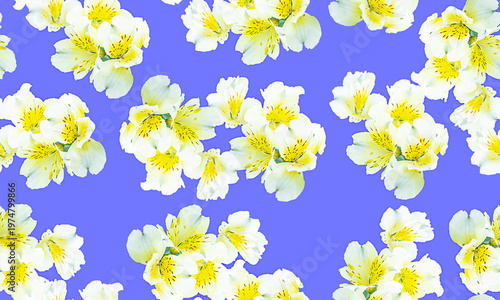 White and yellow alstroemeria flowers isolated on blue