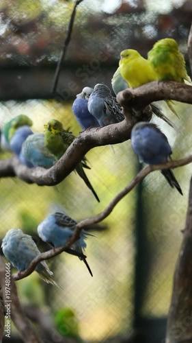 Colorful Parrots Sitting On A Branch In The Zoo, Vertical Video