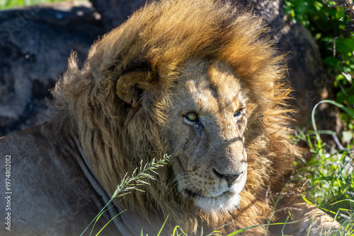 Porträt eines alten Löwen mit prächtiger Mähne im hohen Gras in Afrika