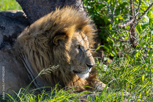 Seitliches Porträt eines alten Löwen mit prächtiger Mähne im hohen Gras in Afrika