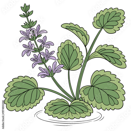 Geranium plant with purple flowers green leaves nature