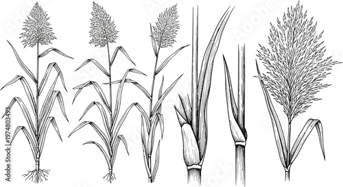 Hand drawn cereal crops illustrations including corn wheat and grasses