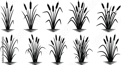 Reed grass silhouette set with wetland plants and aquatic vegetation