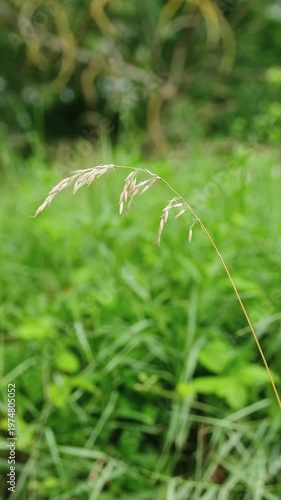 Green Grass In The Summer Meadow On A Warm Day