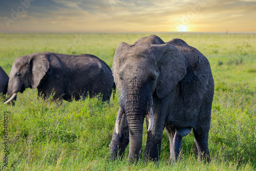 Porträt eines Afrikanischen Elefanten in Afrika zum Sonnenuntergang 
