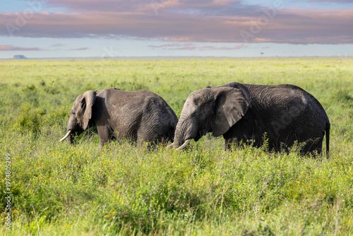 Zwei Afrikanische Elefanten im hohen Gras der Serengeti in Afrika zum Sonnenaufgang