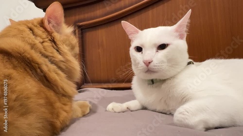 Two Cats Bonding and Grooming Each Other on Bed