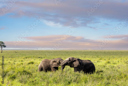 Zwei Afrikanische Elefanten in der Serengeti zum Sonnenaufgang