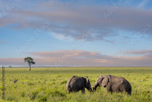 Zwei Afrikanische Elefanten in der Serengeti zum Sonnenaufgang