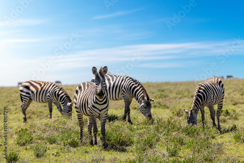 Zebras grasen in der Serengeti