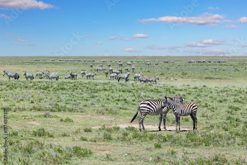 Eine Herde Zebras sammelt sich in der Serengeti zur großen Migration