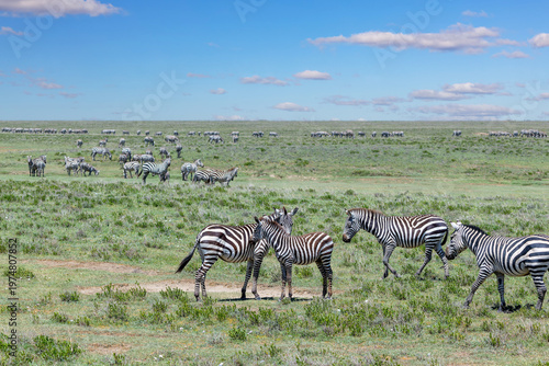 Eine Herde Zebras sammelt sich in der Serengeti zur großen Migration