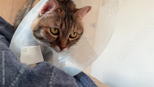 Tabby Cat Wearing Protective Recovery Collar Staring Intently