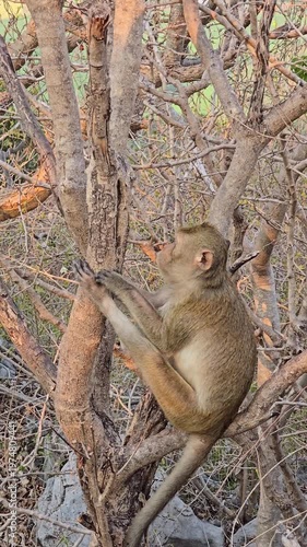 Long-tailed Macaque, Macaca fascicularis, on tree in forest.