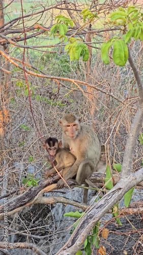Long-tailed Macaque, Macaca fascicularis, on tree in forest.