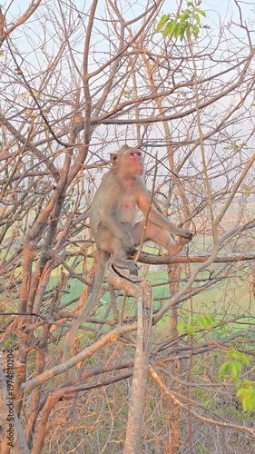 Long-tailed Macaque, Macaca fascicularis, on tree in forest.