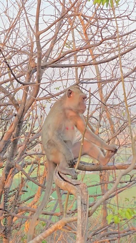 Long-tailed Macaque, Macaca fascicularis, on tree in forest.