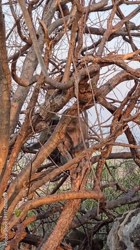 Long-tailed Macaque, Macaca fascicularis, on tree in forest.