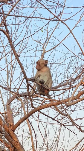 Long-tailed Macaque, Macaca fascicularis, on tree in forest.